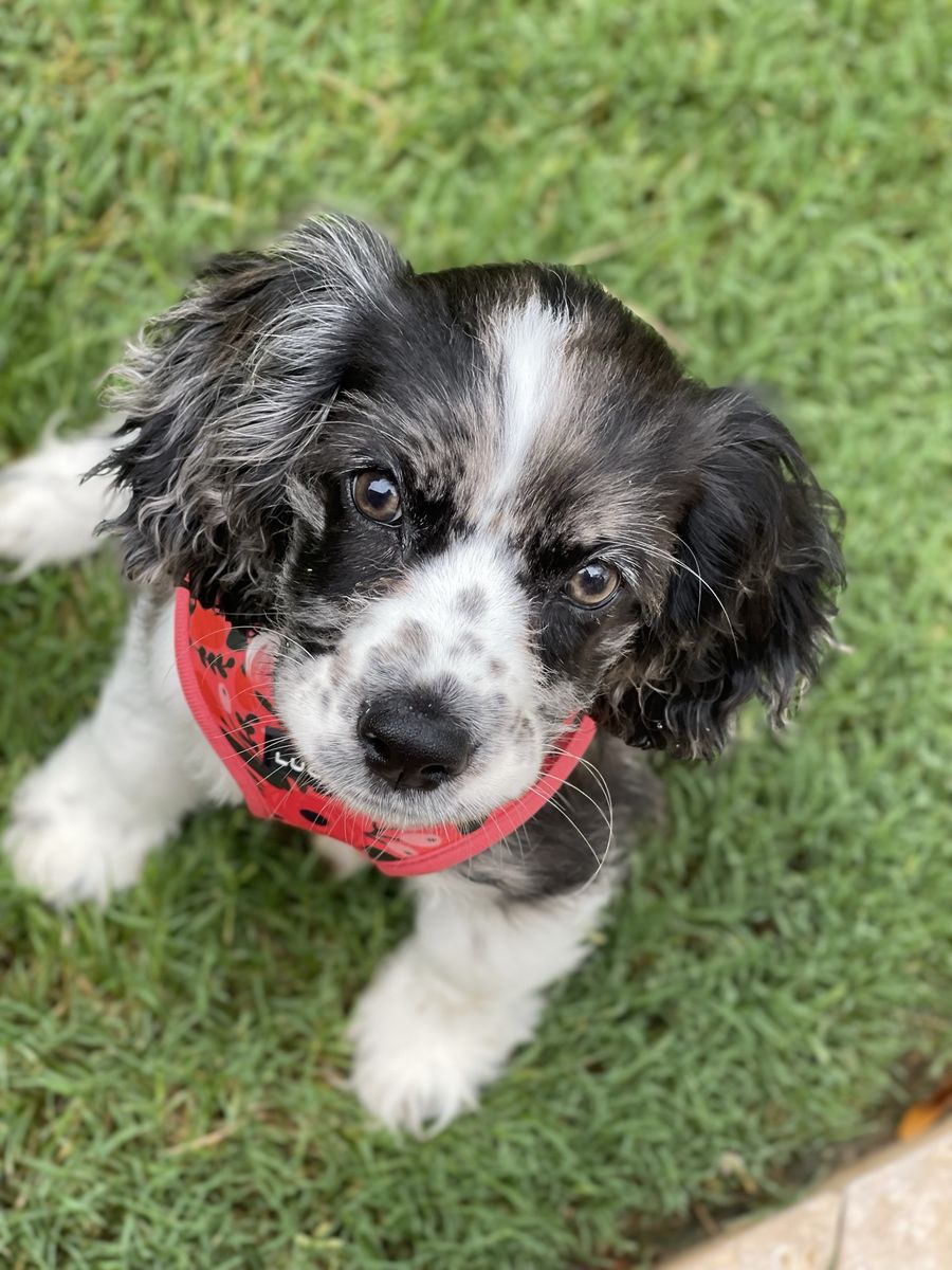 Cocker Spaniel Puppies