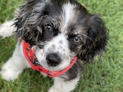 Cocker Spaniel Puppies