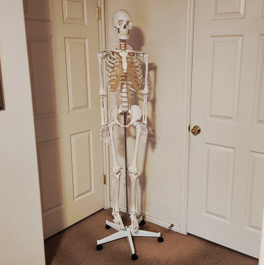 Life sized human skeleton detailed anatomical model, working joints, great teaching model for anatomy & art