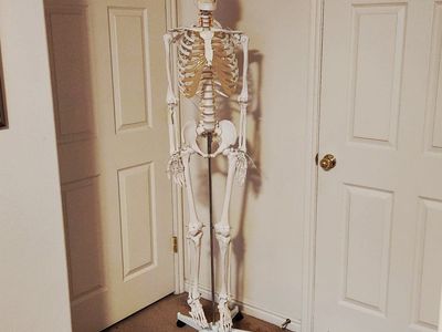 Life sized human skeleton detailed anatomical model, working joints, great teaching model for anatomy & art