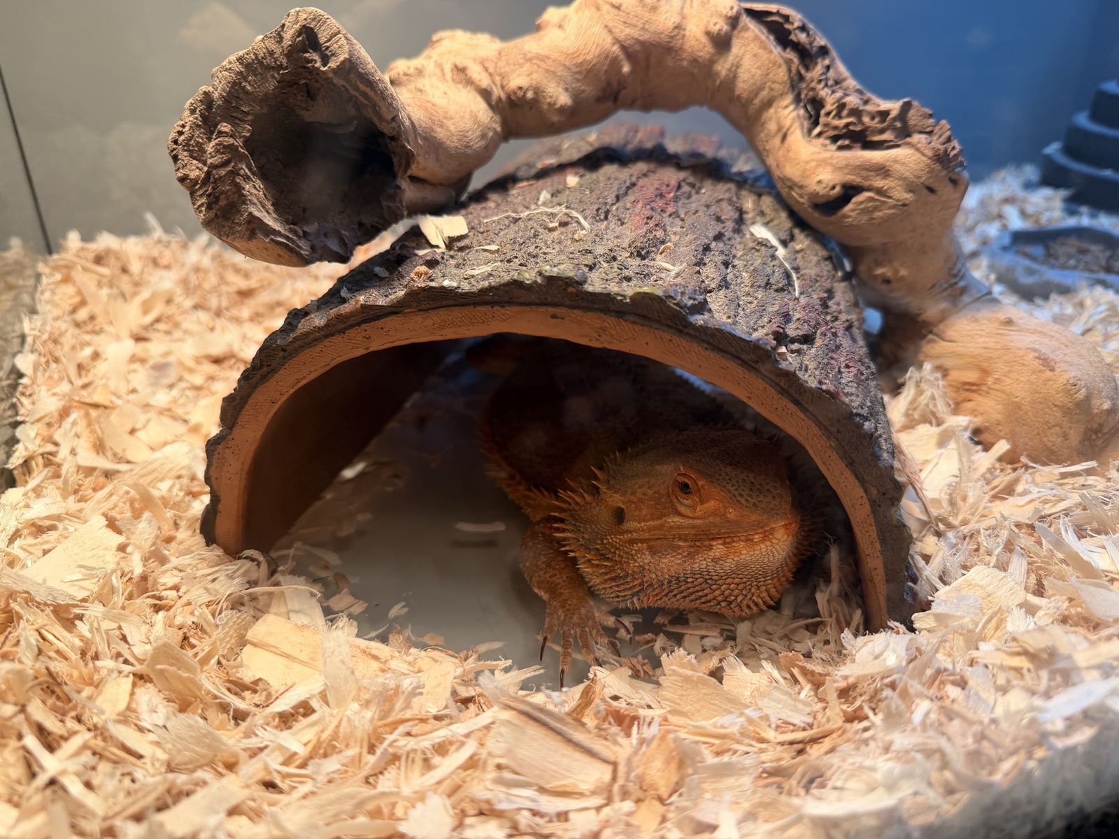 Bearded dragon and enclosure