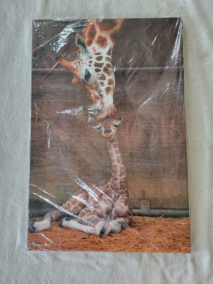24x16 Giraffe Canvas wall art