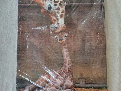 24x16 Giraffe Canvas wall art