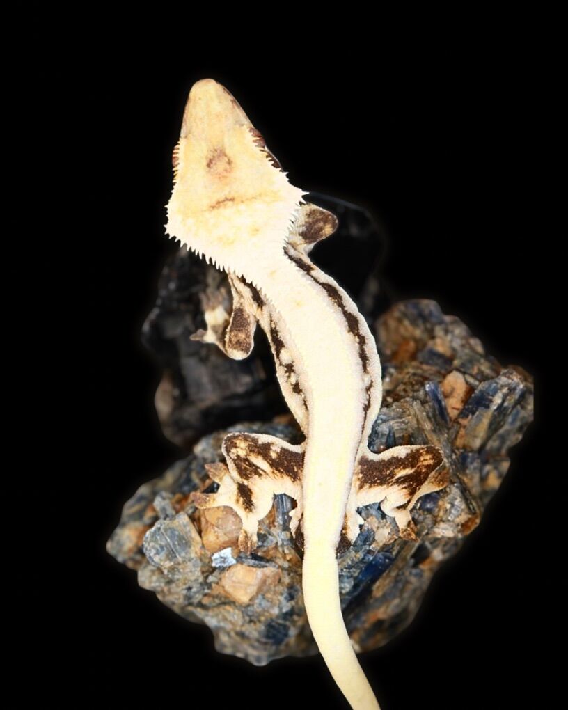 High Coverage Lilly White - Male Crested Gecko