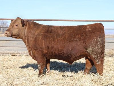 Red Angus Bulls