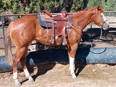 2024 sorrel overo APHA Gelding. Lots of ground work done
