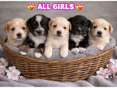 TINY MALTIPOO GIRLS