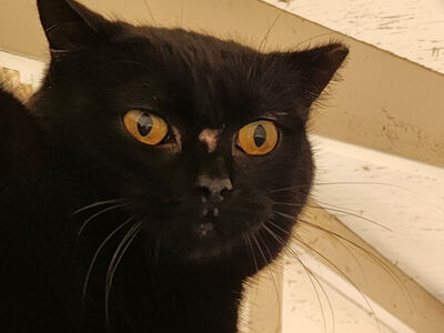 Hello my name is Arena