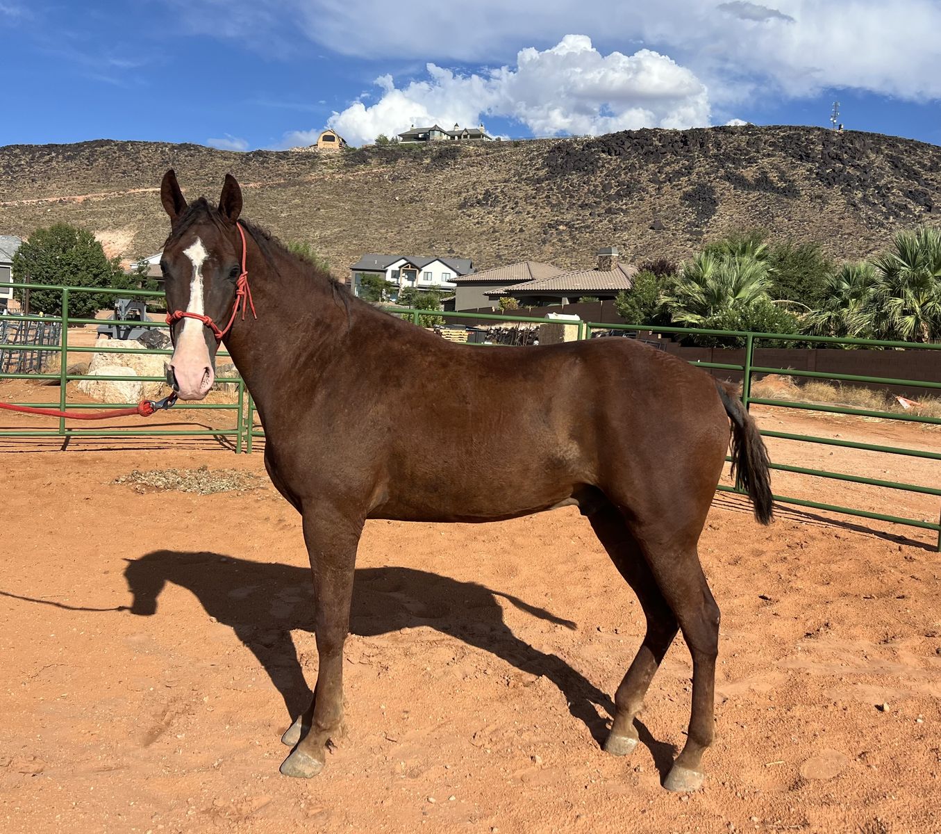 Curly Missouri Foxtrotter Gelding