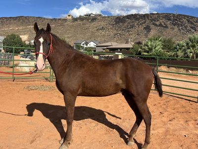 Curly Missouri Foxtrotter Gelding