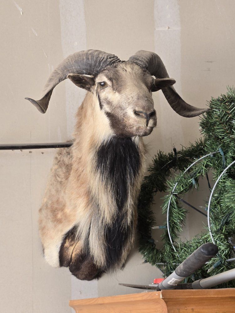 Corsican sheep Ram shoulder mount taxidermy