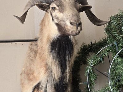 Corsican sheep Ram shoulder mount taxidermy