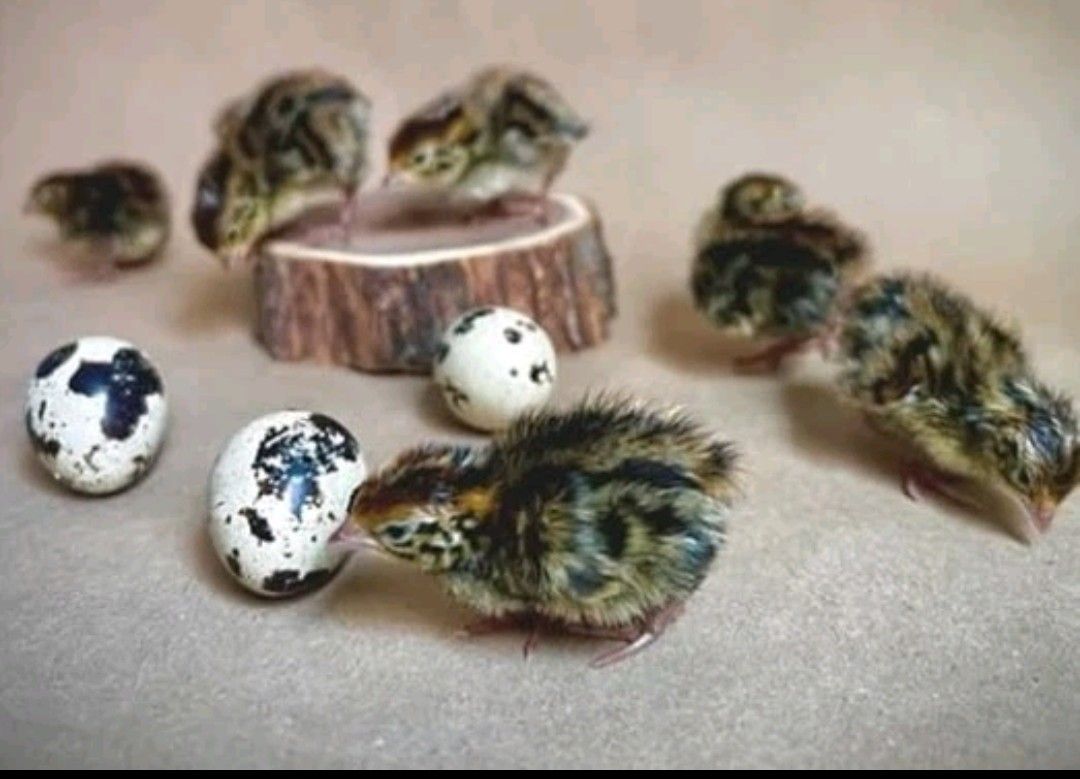 Coturnix quail chick's, fertile eggs and edible eggs
