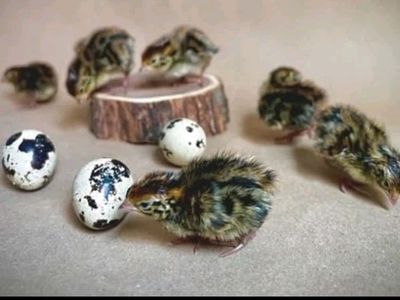 Coturnix quail chick's, fertile eggs and edible eggs