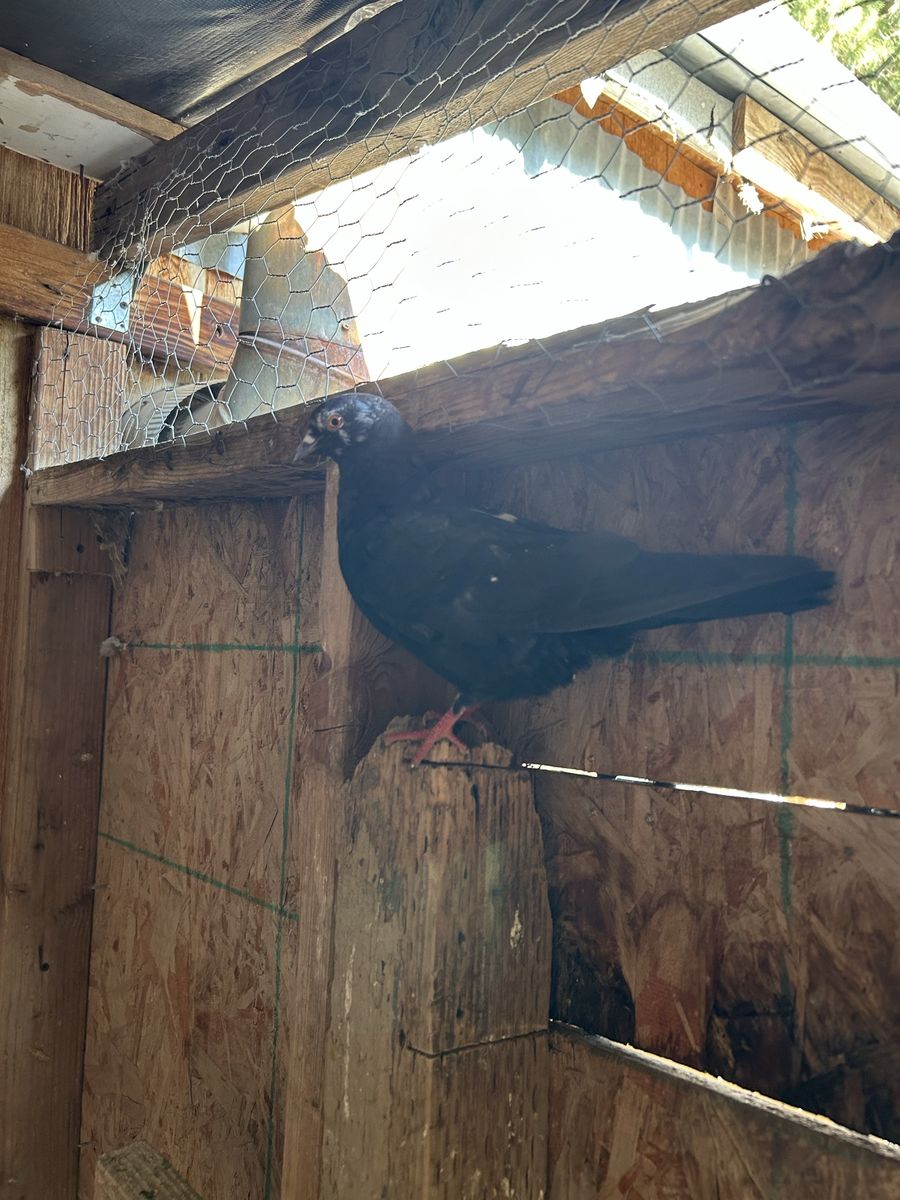Birmingham Roller pigeon