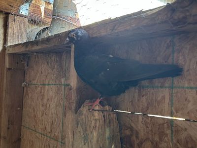 Birmingham Roller pigeon