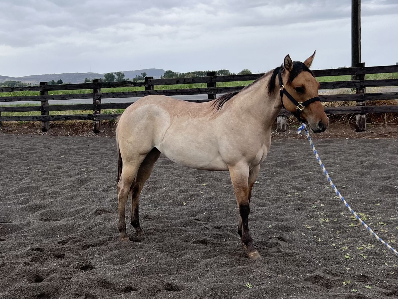 2025 AQHA Dun Roan Filly