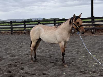 2025 AQHA Dun Roan Filly