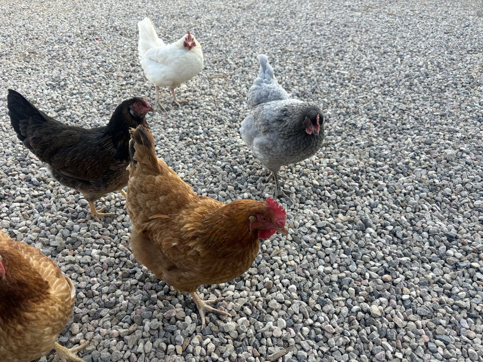 Chicken (Multiple Breeds) - Laying Hens