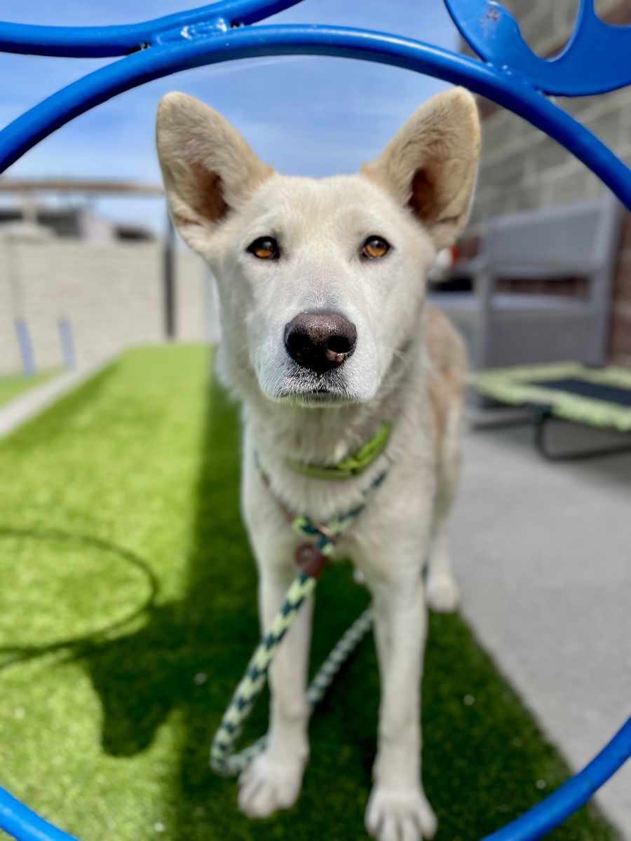 A160922 Fennel is Available for Adoption!