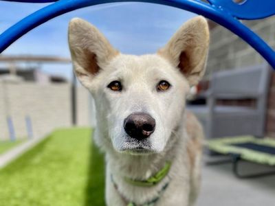 A160922 Fennel is Available for Adoption!