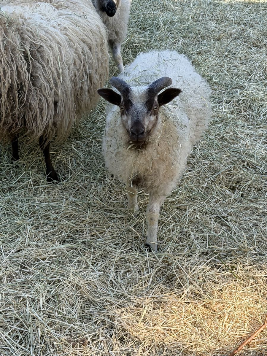 Icelandic Sheep Rams Ewes and Lambs