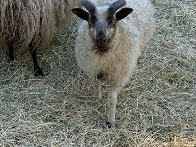 Icelandic Sheep Rams Ewes and Lambs