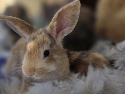 Angora mix Bunny Rabbits