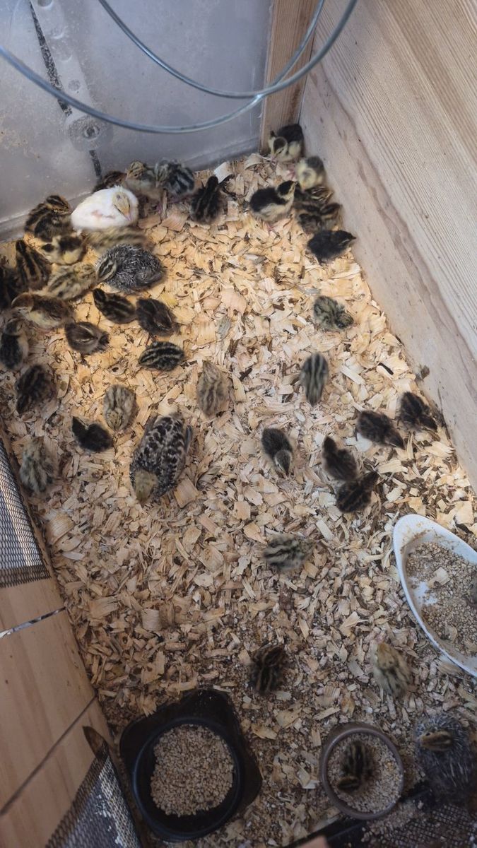 Coturnix quail 