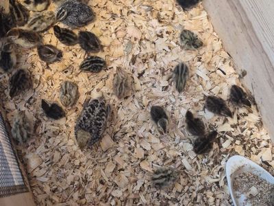 Coturnix quail