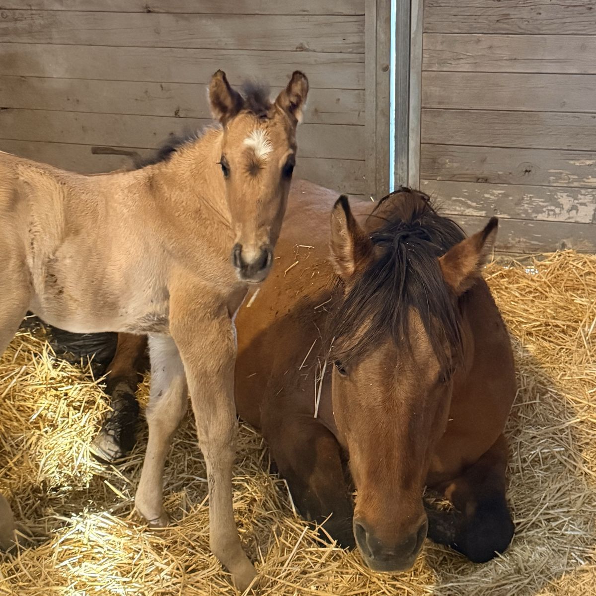 Colt By Fontenelle Flash X Hes Sailin Perty