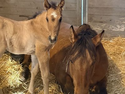 Colt By Fontenelle Flash X Hes Sailin Perty