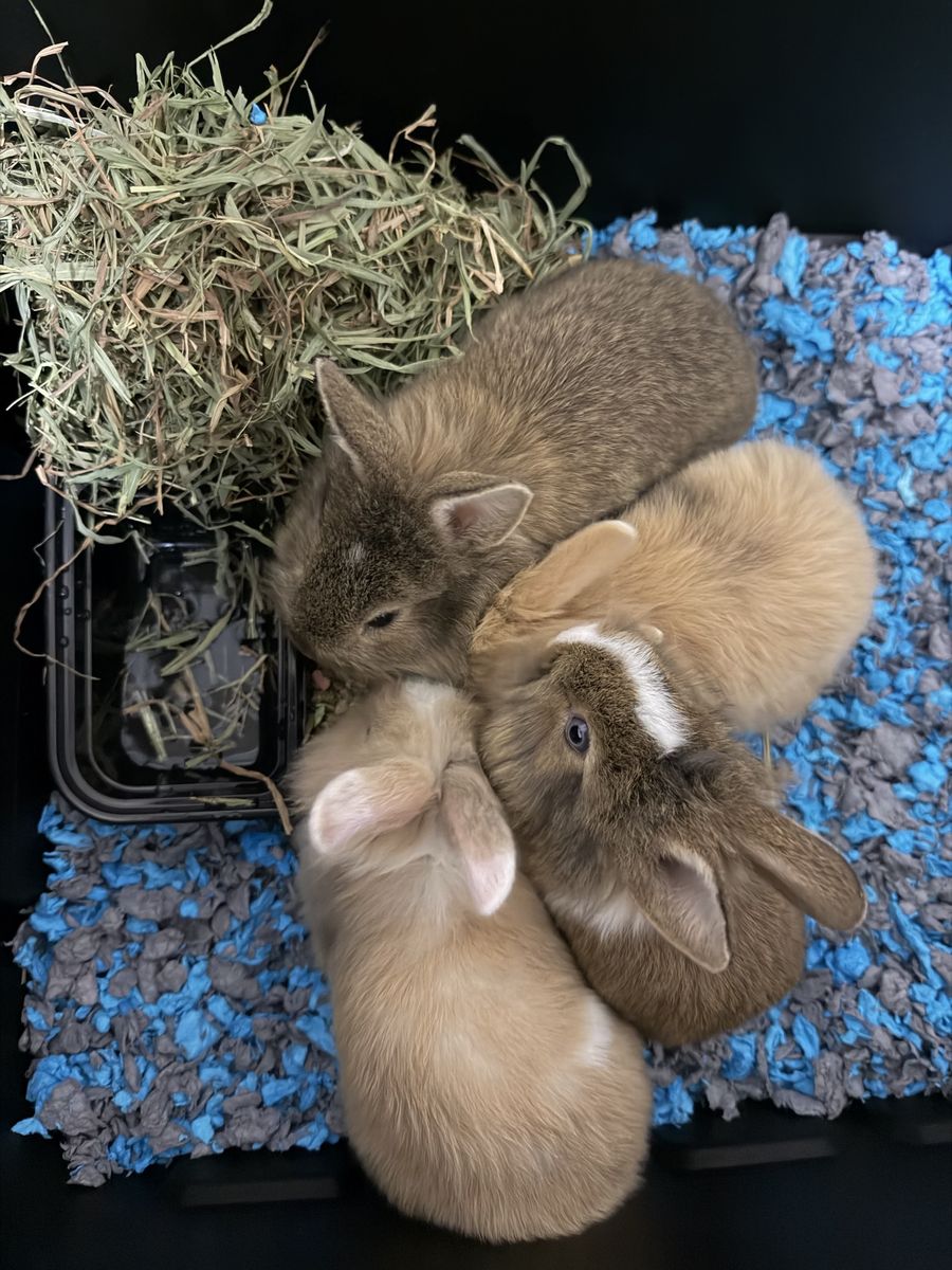 Lionhead+Holland Lop Bunnies for Sale