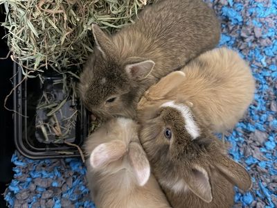 Lionhead+Holland Lop Bunnies for Sale