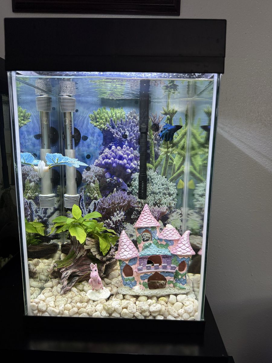 Tall 10 Gallon Fish Tank With Everything