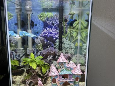 Tall 10 Gallon Fish Tank With Everything