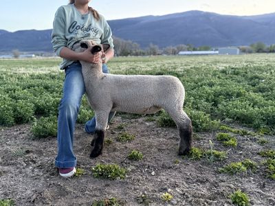 Show lambs