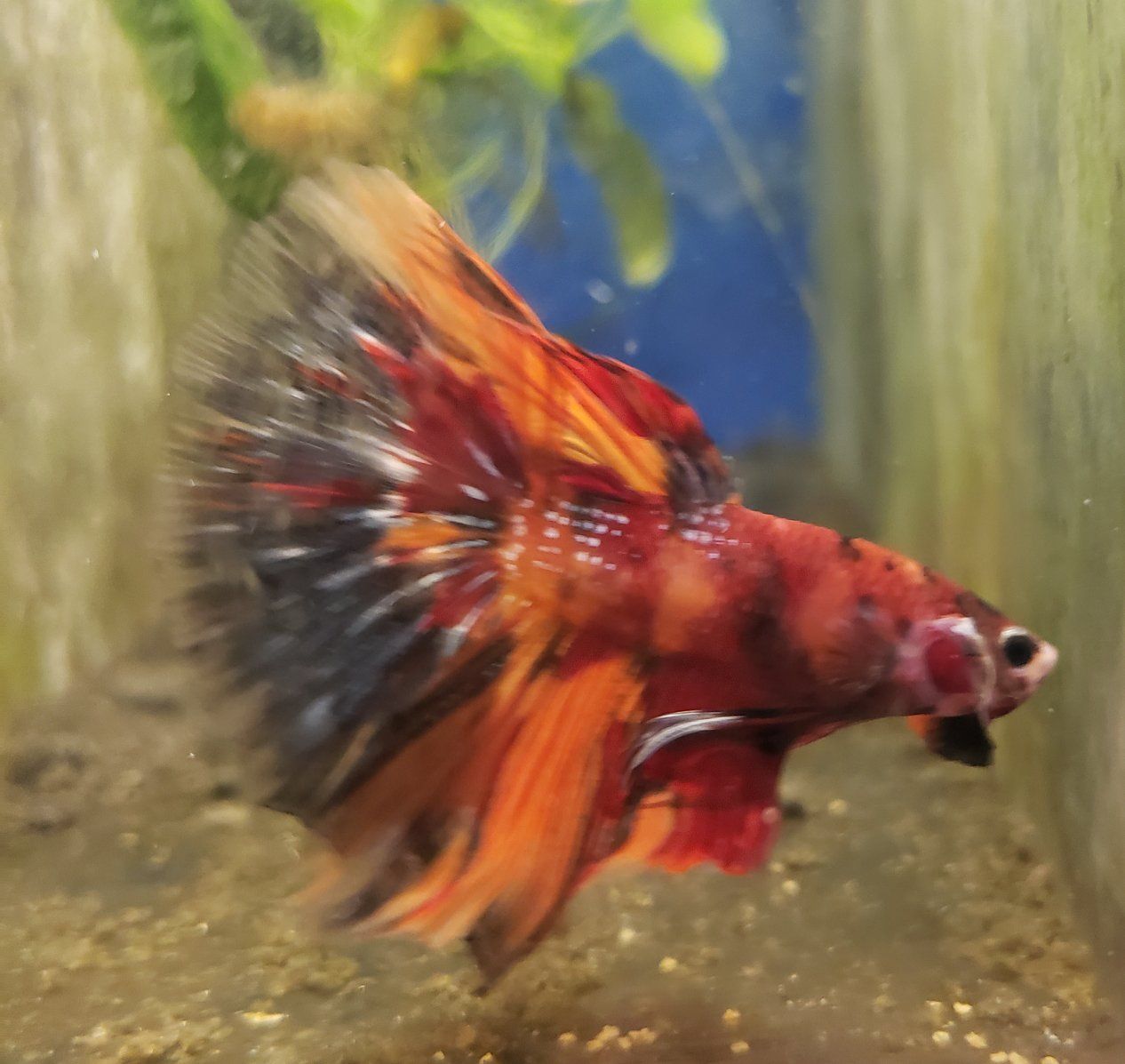 Import halfmoon Betta..