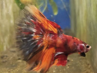 Import halfmoon Betta..