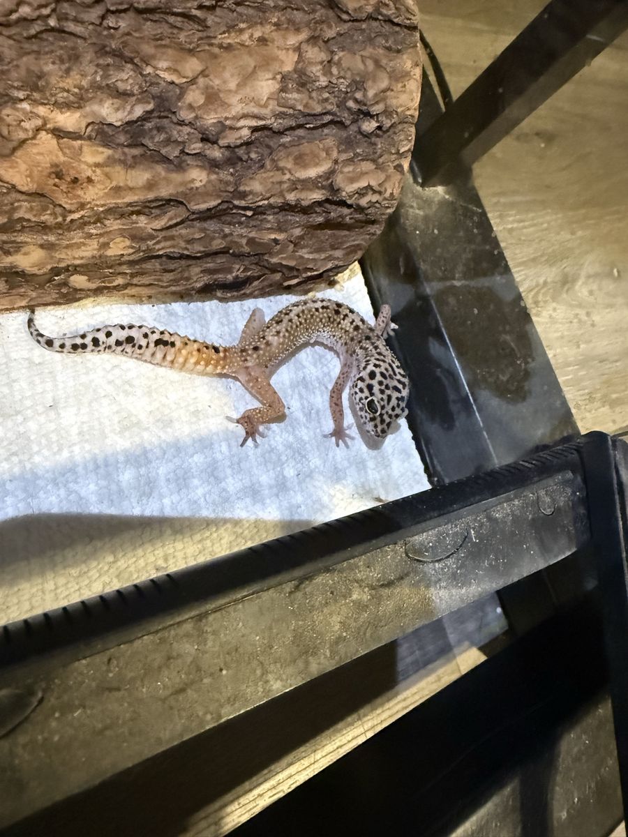 Special needs Female leopard gecko