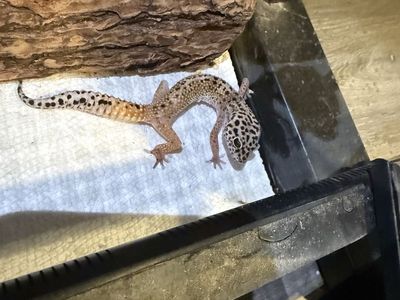 Special needs Female leopard gecko
