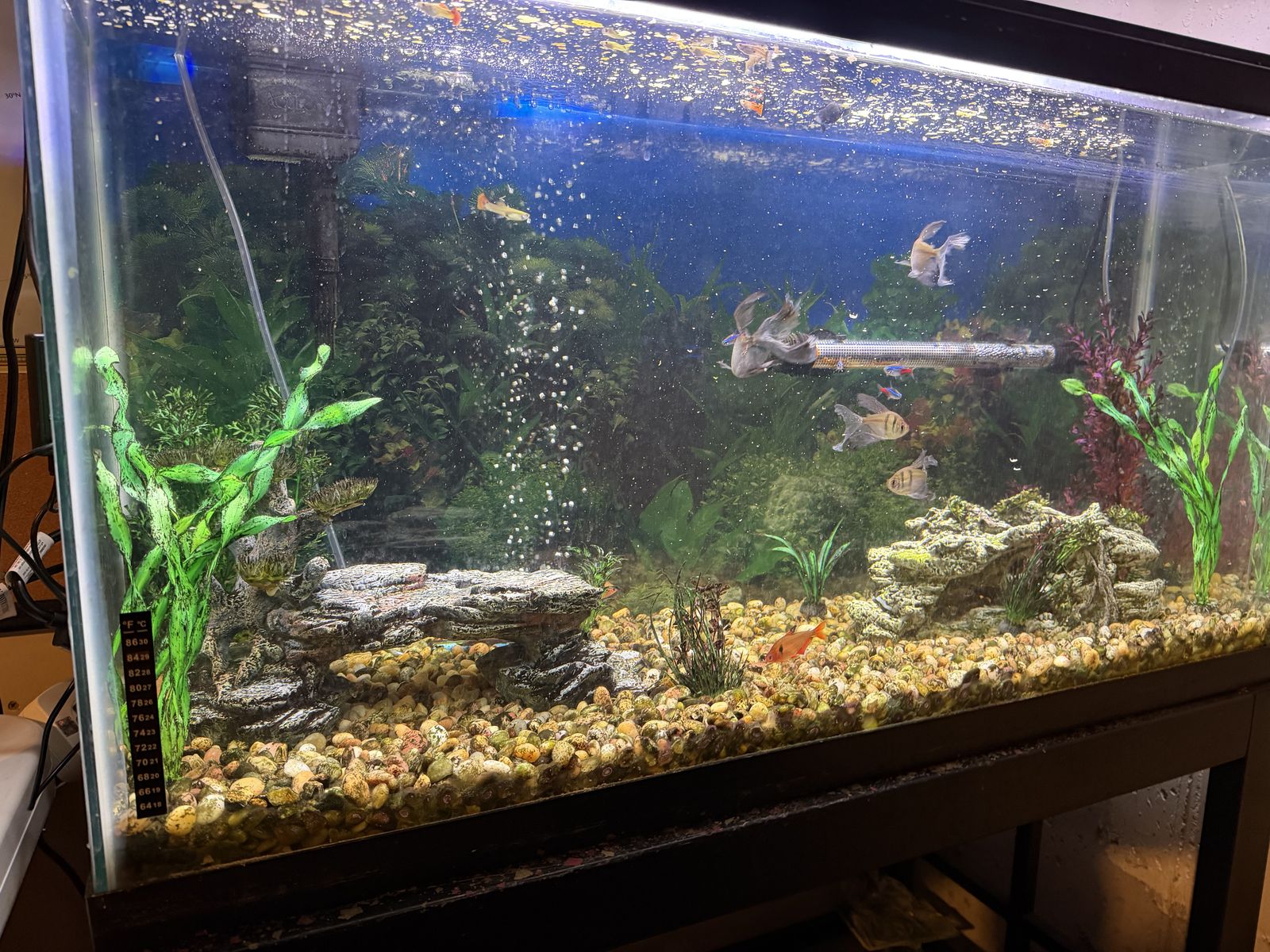 35 gallon aquarium and stand