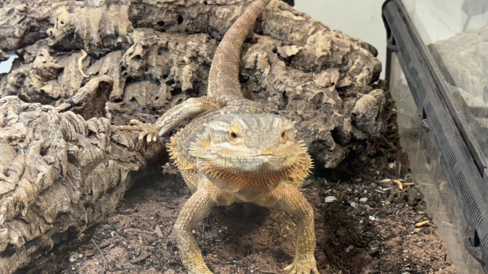 Bearded Dragon