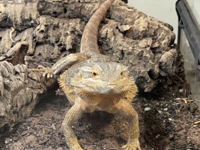 Bearded Dragon