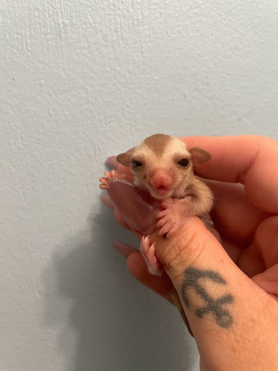 Carmino Male Sugar Glider Joey