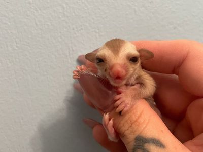 Carmino Male Sugar Glider Joey