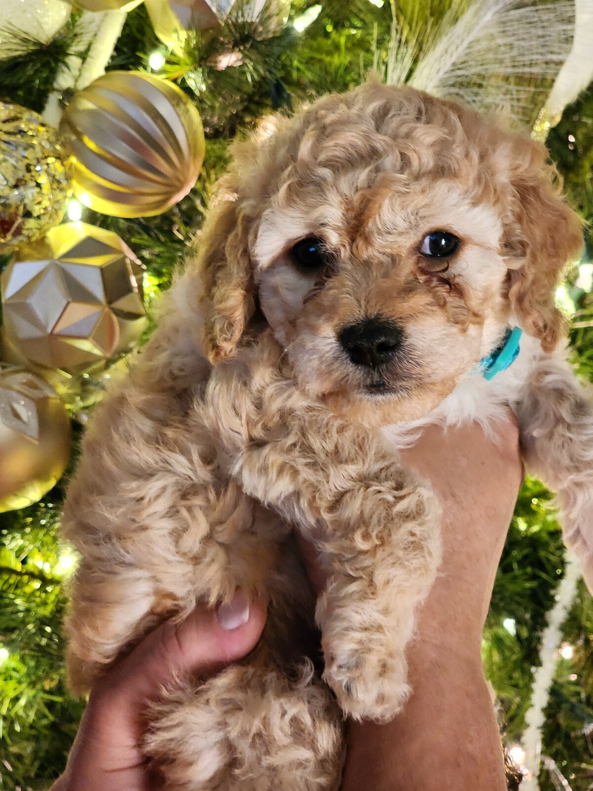 CAVAPOO READY NOW Teddy bear faces so adorableeft