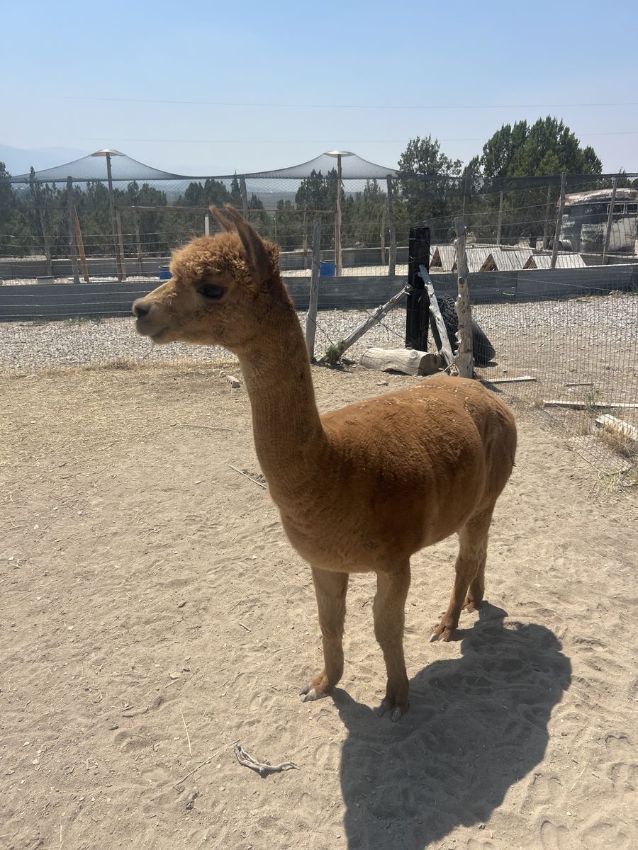 4 alpacas 
