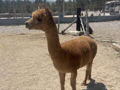 4 alpacas