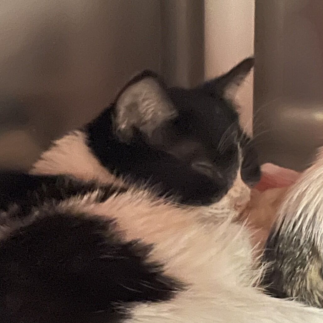 Hello my name is Peach Dust